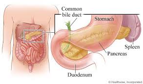 Image result for pancreas location