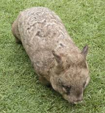 Image result for Southern hairy-nosed wombat