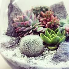 Looking In Terrarium By Bioattic Mini Garden Garden Planter Boxes Plants