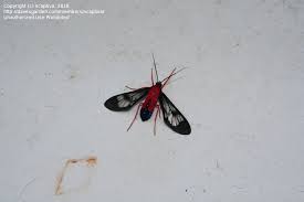 It is found in the united states in florida and from south carolina to texas. Bug Pictures Scarlet Bodied Wasp Moth Cosmosoma Myrodora By Ncaptiva