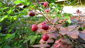 We did not find results for: Red Longan Fruit Ruby Longan Variety Stock Image Image Of Amazing Malayasia 124839837