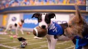 Pt, ahead of super bowl lv between the tampa bay buccaneers and the kansas city chiefs, which kicks off at 6:30 p.m. Puppy Bowl Winner Team Fluff Are This Year S Champs Cnn
