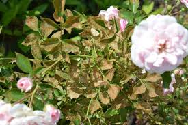 When rose pests strike, it's important to take action at the first signs of pests or damage to preserve rose flowers and foliage. Rose Insect Pest Alert The Roseslug Sawfly Hymenoptera Tenthredinidae Ecological Landscape Alliance