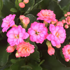Image result for Kalanchoe calandiva