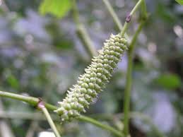 Image result for Piper capense