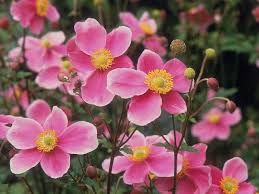 Japanese Anemone Our Favorite Flowers Backyard Plants Cottage Garden Plants Plants