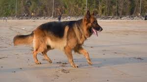 German shepherd mix puppy for $500. Dog Chasing Ball Stock Video Footage 4k And Hd Video Clips Shutterstock