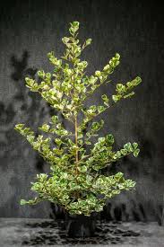 Image result for Ficus triangularis