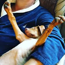 Find pomeranian puppies for sale and dogs for adoption. Hungarian Vizsla Puppies Ohio The Y Guide