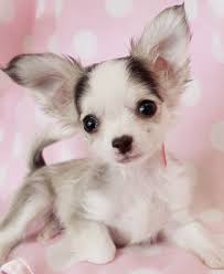 Long Hair Chihuahua Chihuahua Puppies Long Haired Chihuahua Puppies Animals Beautiful