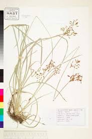 Image result for Fimbristylis complanata
