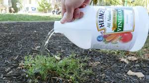 Eco garden pro is keeping the safety of you and your family. Homemade Vinegar Weed Killer Recipe Ingredients Process 100 Natural