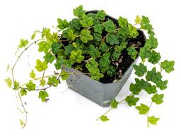 Image result for Ficus persicifolia