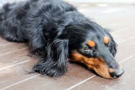 Melanoma tumors that occur on the skin are mostly (about 85%) benign. Dog Skin Cancer Types Symptoms And Treatment Savory Prime Pet Treats