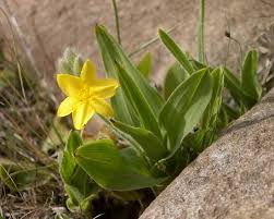 Image result for Hypoxis sp. A (as per FZ 12-3)