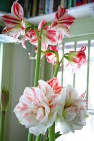 How To Pot Amaryllis For Blooms That Last All Season Amaryllis Plant Amaryllis Flowers Bulb Flowers