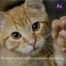 Ulat tinggal dalam tapak kaki pengidap kencing manis. Nak Fakta On Twitter Kucing Berpeluh Melalui Tapak Kaki Dan Hidung Nakfakta Nakbebel