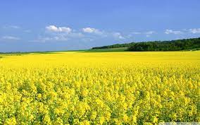 Check spelling or type a new query. Flower Fields Landscapes Google Search Field Wallpaper Flower Field Yellow Fields