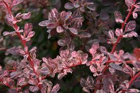 Image result for Berberis thunbergii