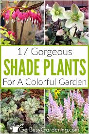 It would make a great companion to a white blooming astilbe or tiarella. 17 Colorful Gorgeous Plants Made For The Shade