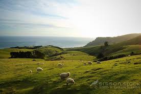 Image Of Sheep And Green Farmland Sea Ocean In Background Otago Peninsula Dunedin New Zealand New Zealand Landscape New Zealand Dunedin New Zealand