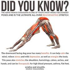 Benefits Of Downward Facing Dog Pose Yoga Yoga Benefits Yoga Postures Exercise