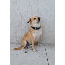 Gala, Tamara, Boss & Miel (@cuatrodogs) • Instagram photos and videos