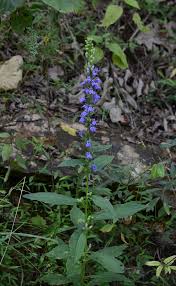 Image result for Lobelia pteropoda