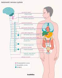 The Parasympathetic Nervous System Explained Nervous System Parasympathetic Nervous System Parasympathetic