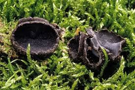 Image result for Pseudocolus schellenbergiae