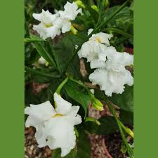 Image result for Tabernaemontana ventricosa