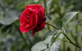 Red Rose Wallpaper Nature And Landscape Wallpaper Better