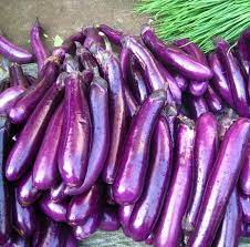 Rong Purple Eggplant Purple Eggplant Seeds Vegetable Seeds Seed Wide 100seed Seeds Homedecor Flowers Holly Shrub Eggplant Seeds Vegetable Seed Vegetables