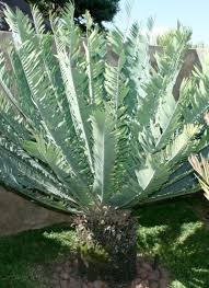 Image result for Encephalartos munchii