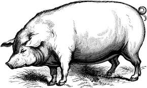 The Extraordinary Race Between The Horse And The Pig Pig Illustration Pig Art Free Art Prints