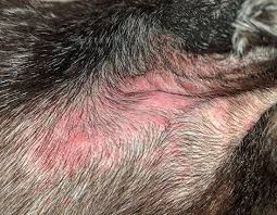 Armpit Rash Healed Naturally With Skin Soother Natural Dog Company Armpit Rash Dog Rash Dog Itching