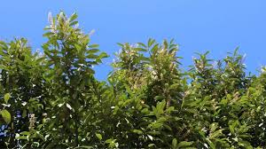 Hohe Straucher Als Sichtschutz Im Garten Garta In 2020 Sichtschutz Garten Hohe Straucher Sichtschutz Pflanzen