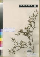 Image result for Melolobium