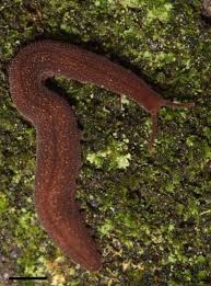 Image result for Ypsilopus liae