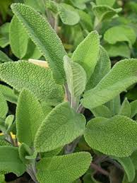 Green plants, thyme, real, kitchen, herb, leaves, real thyme. Kitchen Garden Hub Sage Herb Seeds Pack By Kitchen Garden Hub Amazon In Garden Outdoors