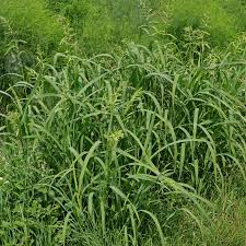 Image result for Echinochloa ugandensis