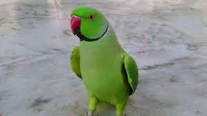 It's important to provide an african grey parrot with lot of natural light, as well as give them plenty of opportunities for exercise, which they can get by. Indian Ringneck Parrot Random Sounds Youtube