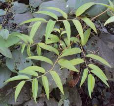 Image result for Embelia