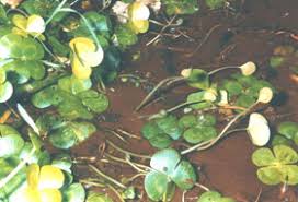Image result for Marsilea burchellii