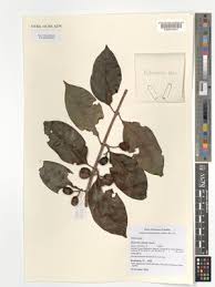 Image result for Keetia gueinzii