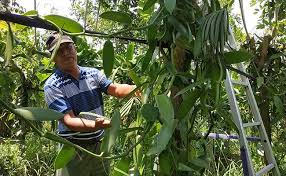 Cara budidaya vanili yang baik. Komoditas Vanili Diburu Pasar Petani Jembrana Semringah