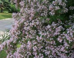Beauty Bush Pruning Winter Care And Fertilizing Hawks Landscape Inc