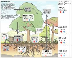 Planting A Mix Of Tree Species Could Double Forest Carbon