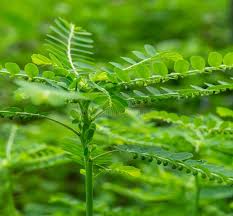 Image result for Phyllanthus amarus