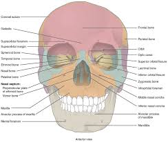 This Image Shows The Anterior View From The Front Of The Human Skull The Major Bones On The Skull Are Lab Skull Anatomy Anatomy Bones Anatomy And Physiology
